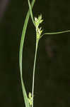 Eastern narrowleaf sedge